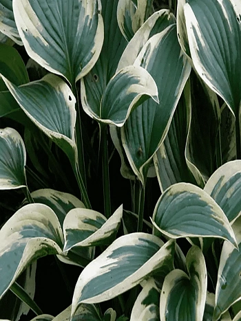 Хоста Wide brim