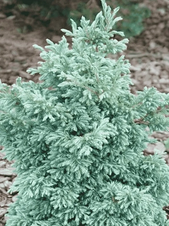 Кипарисовик горохоплодный Baby Blue