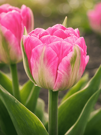 Тюльпан Flash Point