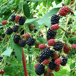 Ежевика Loch Ness