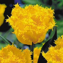 Тюльпан бахромчатый Мон Амур