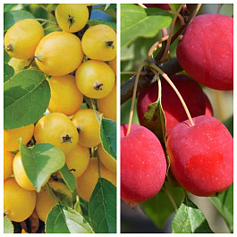 Дерево-сад (5 летка) яблоня 2 сорта Китайка золотая поздняя-Китайка Долго