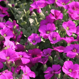 Арабис кавказский Aubris Deep Rose