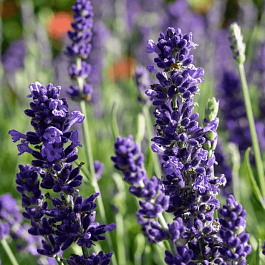 Лаванда узколистная Blue Spear