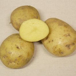 Картофель семенной Кронэ Картофель семенной Кронэ