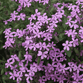 Мыльнянка базиликолистная