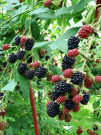 Ежевика Loch Ness