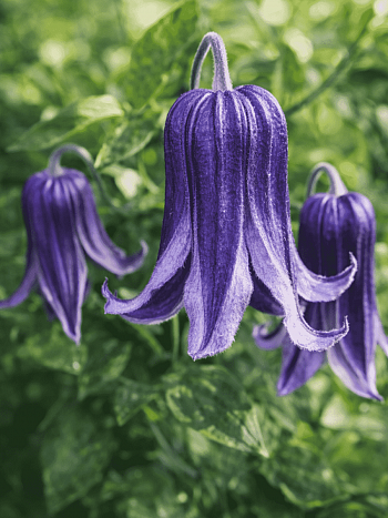 Клематис Fascination