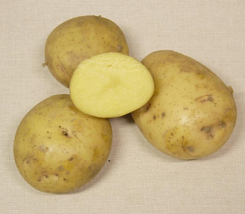 Картофель семенной Кронэ