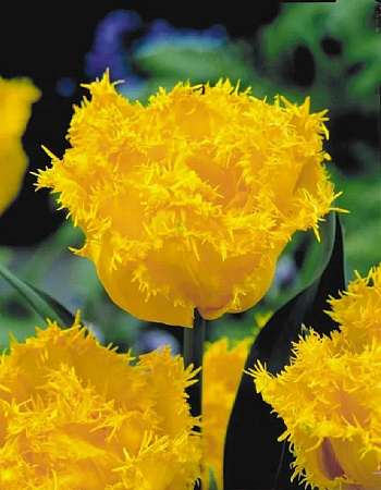 Тюльпан бахромчатый Мон Амур