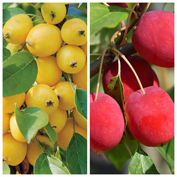 Дерево-сад (5 летка) яблоня 2 сорта Китайка золотая поздняя-Китайка Долго