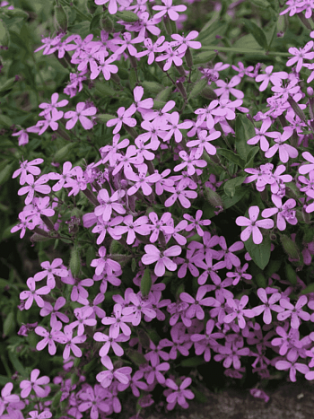 Мыльнянка базиликолистная