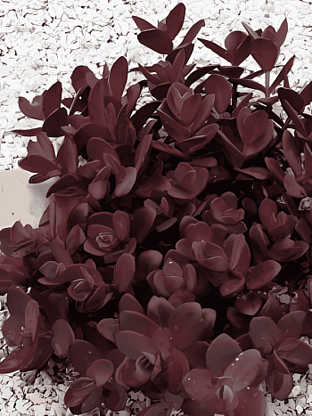 Очиток гибридный Sunsparkler Cherry Tart