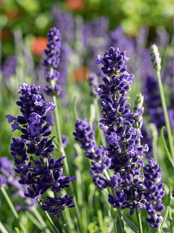 Лаванда узколистная Blue Spear