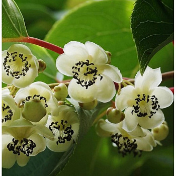 Актинидия гибридная Сладкий ( мужской (опылитель)