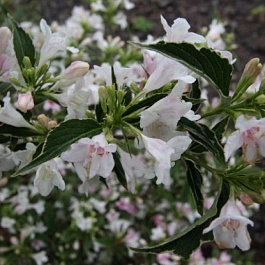 Вейгела цветущая Сьюзен