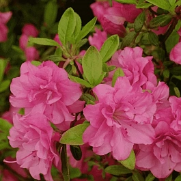 Азалия японская Rosinetta