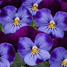 Виола рогатая Denim Jump up