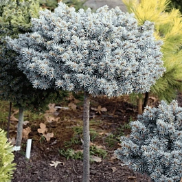 Ель колючая Blaukissen штамб 40-60см