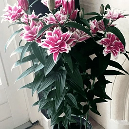 Лилия Roselily Samantha