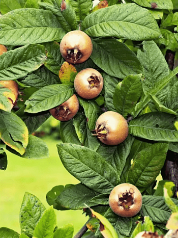 Мушмула германская