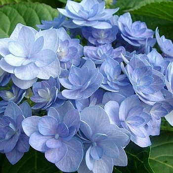 Гортензия крупнолистовая Романс Блю Гортензия крупнолистовая Романс Блю