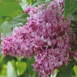 Сирень обыкновенная Валентина Гризодубова