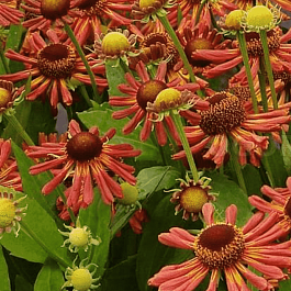 Гелениум осенний Loysder Wieek