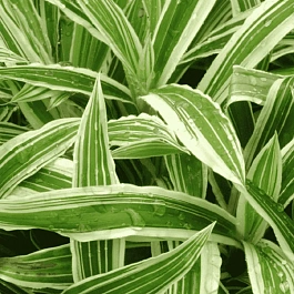 Осока килиомаргината Treasure Island