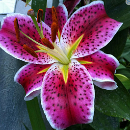 Лилия восточная Старгейзер НАБОР 2ШТ (2+2)