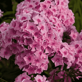 Флокс метельчатый Романтика