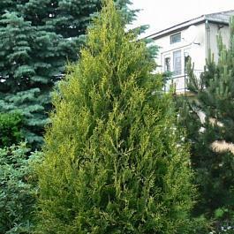 Туя западная Aureospicata