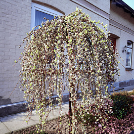 Ива козья Килмарнок штамб