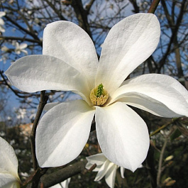 Магнолия Кобус Селект