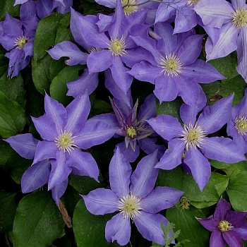 Клематис крупноцветковый Х.Ф.Янг