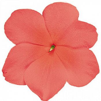 Бальзамин Лоллипоп Пич Салмон