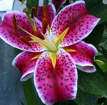 Лилия восточная Старгейзер НАБОР 2ШТ (2+2)