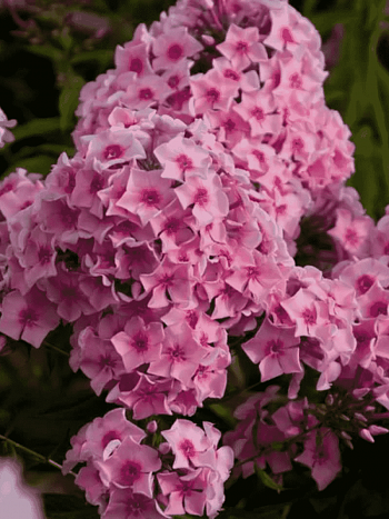 Флокс метельчатый Романтика