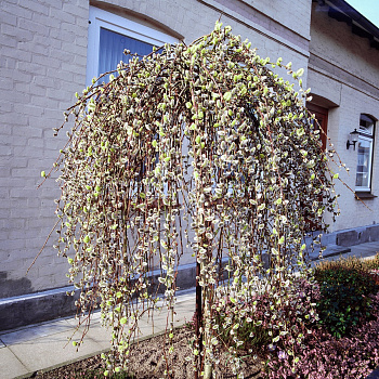 Ива козья Килмарнок штамб