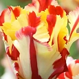 Тюльпан Texas Flame