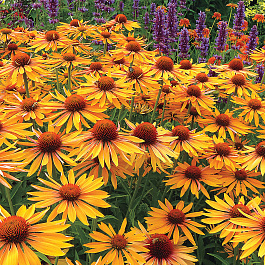 Эхинацея пурпурная Биг Кахуна