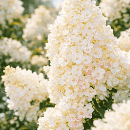 Гортензия метельчатая Little Blossom