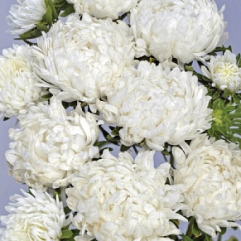 Астра Балун Вайт