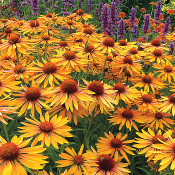 Эхинацея пурпурная Биг Кахуна