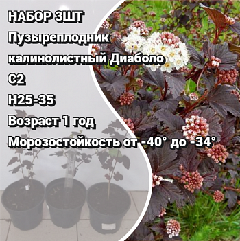 Пузыреплодник калинолистный Диаболо НАБОР 3ШТ