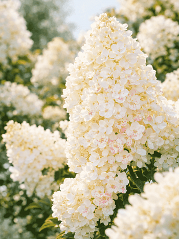 Гортензия метельчатая Little Blossom