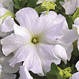 Петуния грандифлора Кутюр Коко