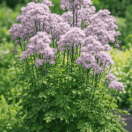 Василистник Делавея Nimbus Pink