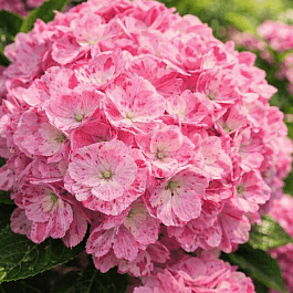 Гортензия крупнолистная Dancing Angel