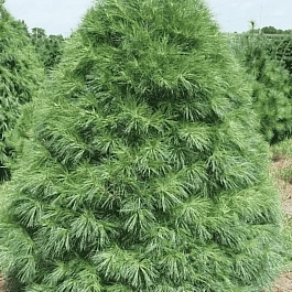 Сосна Веймутова